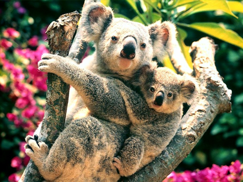 Koalas_Australia