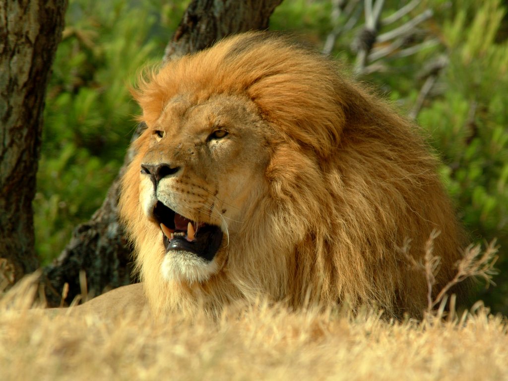 Lion_Resting_African_Park_Sigean_Languedoc-Roussillon_France