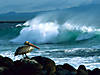 Brown_Pelican_Galapagos.jpg