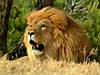 Lion_Resting_African_Park_Sigean_Languedoc-Roussillon_France.jpg