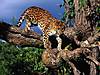 Tree_Climber_Amur_Leopard.jpg