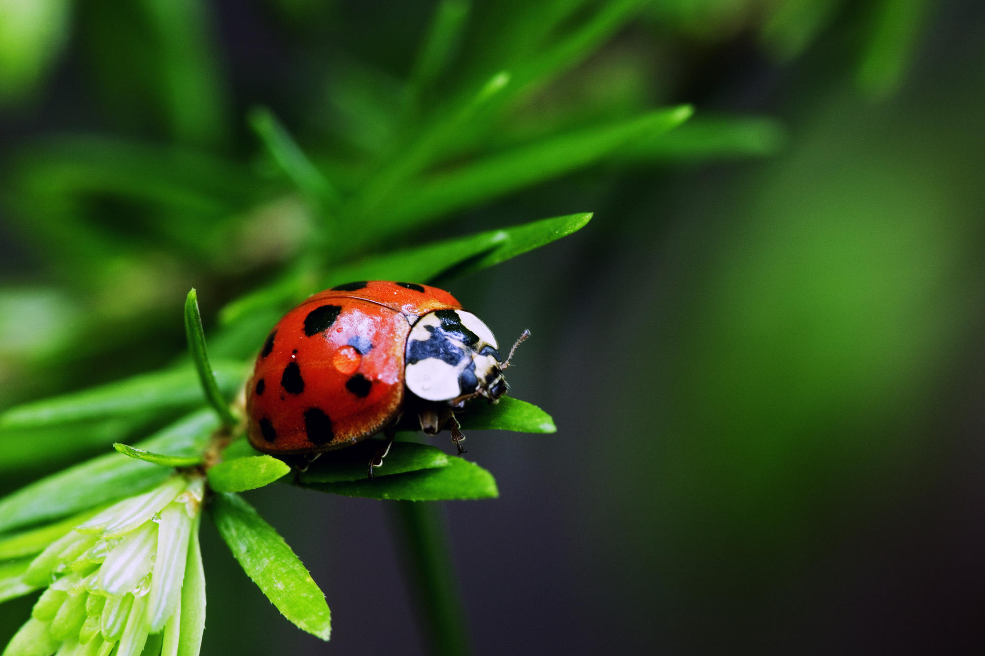 Nine-Spotted_Ladybug