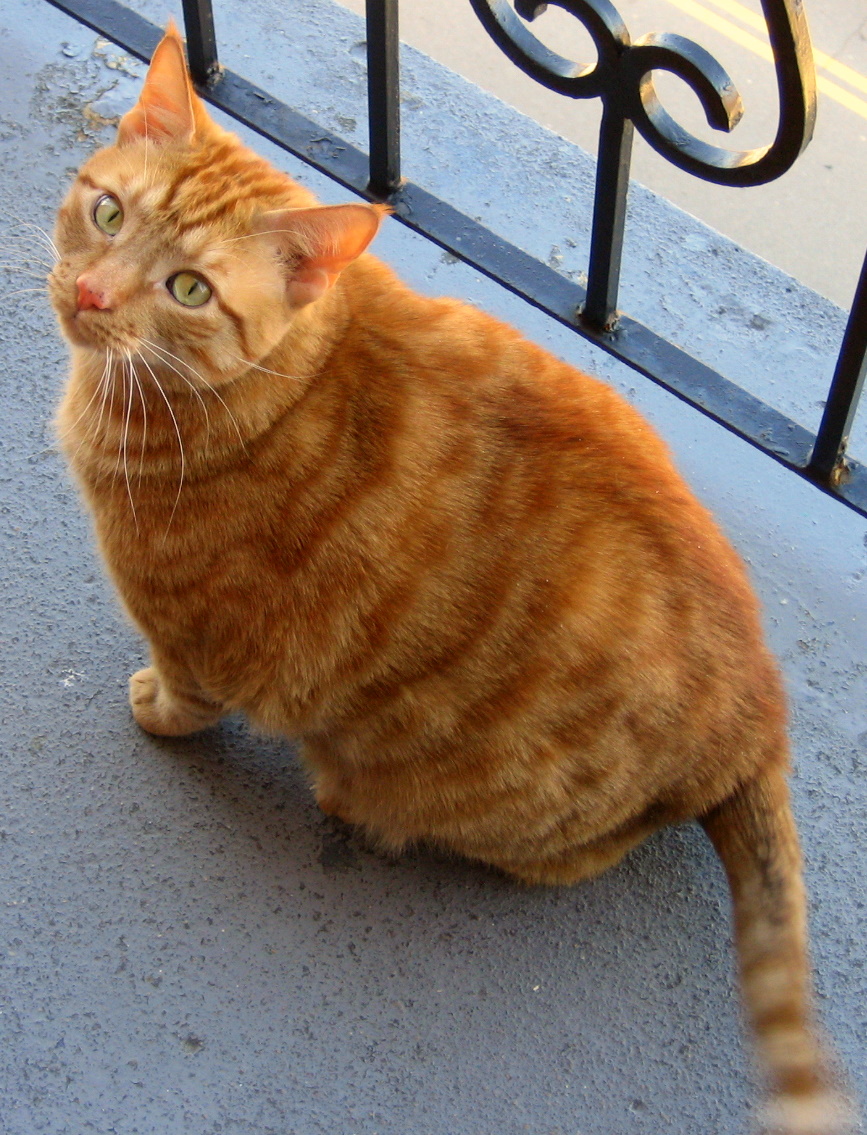 Orange_Tabby_Cat_On_Balcony