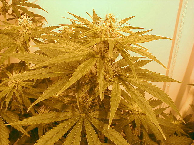 cannabis_1_