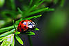 Nine-Spotted_Ladybug.jpg