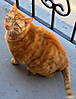 Orange_Tabby_Cat_On_Balcony.jpg