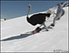 Skiing-ostrich.gif