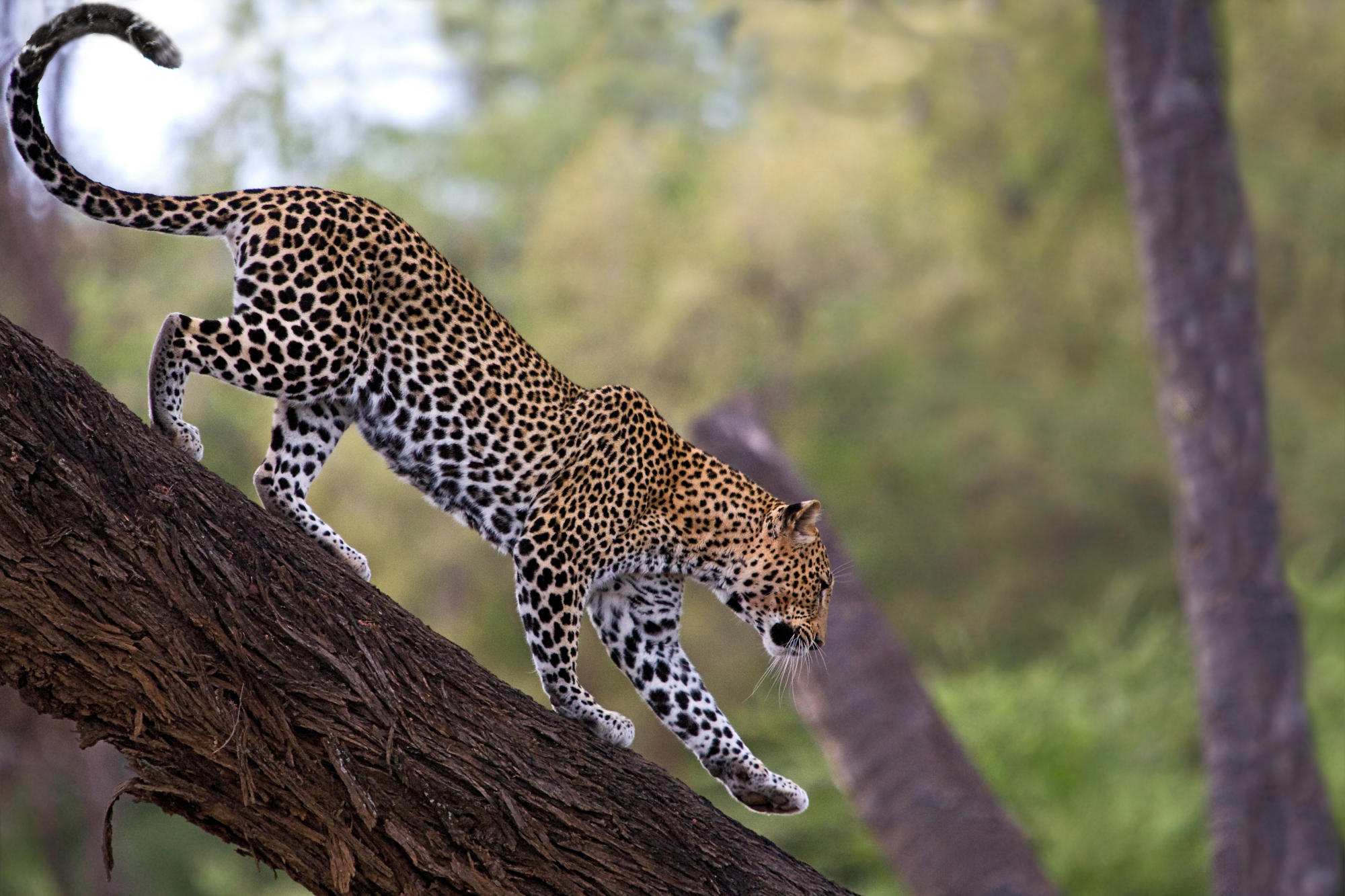 African_Leopard_Samburu_National_Reserve_Kenya