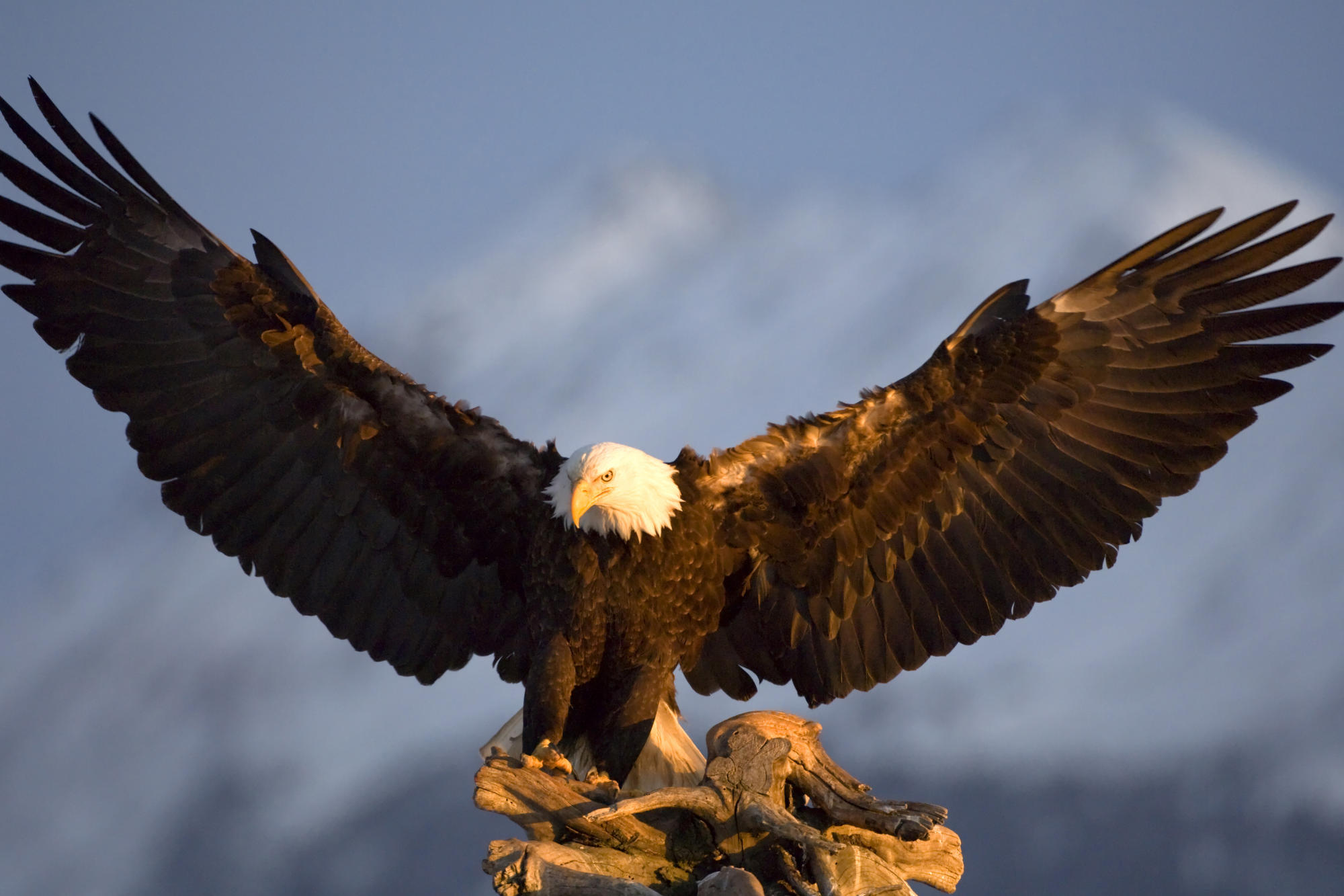 Bald_Eagle_Kachemak_Bay_Kenai_Peninsula_Alaska