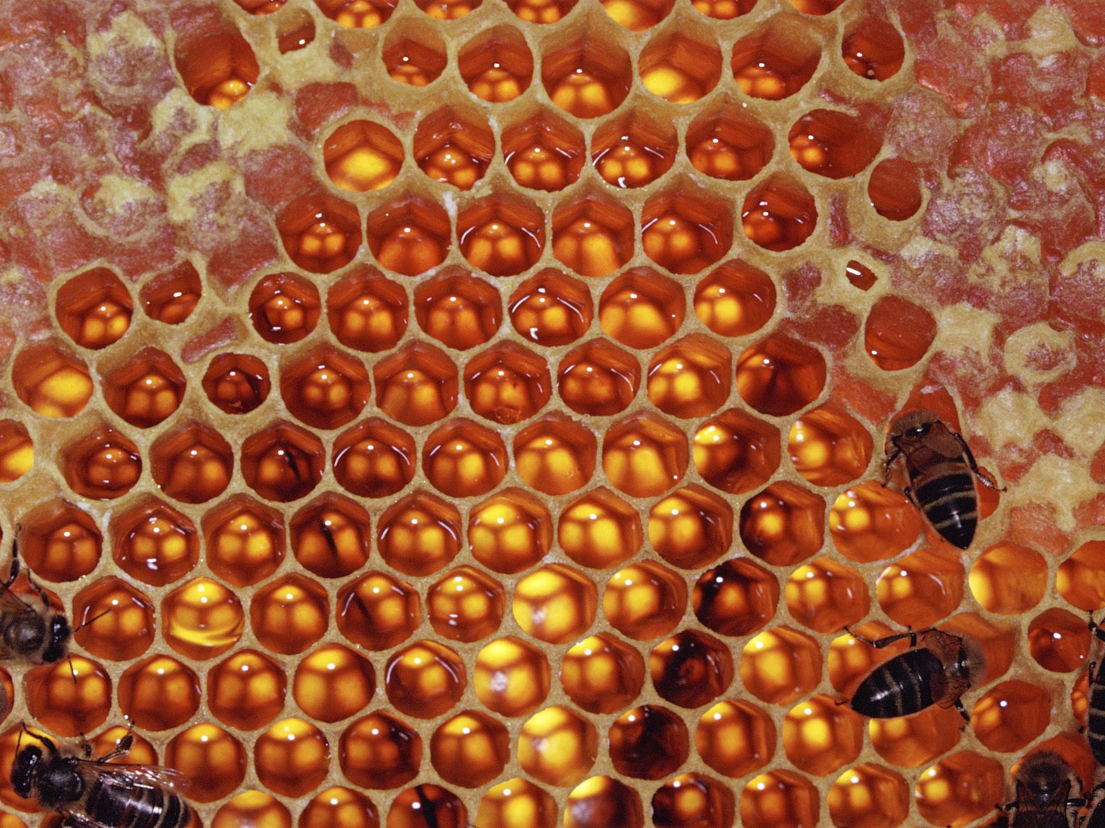 Honeycomb_1600x1200